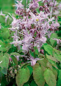 Epimedium grandiflorum 'Lilafee' Epimedium grandiflorum 'Lilafee'